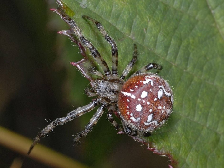 Обыкновенный крестовик - Araneus diadematus