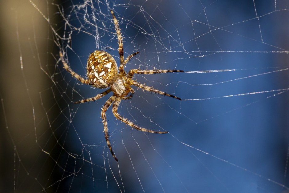 Araneus diadematus паук