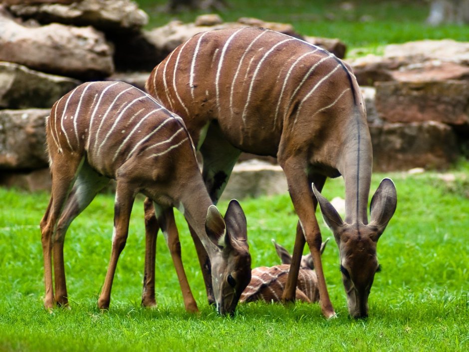 Tragelaphus imberbis