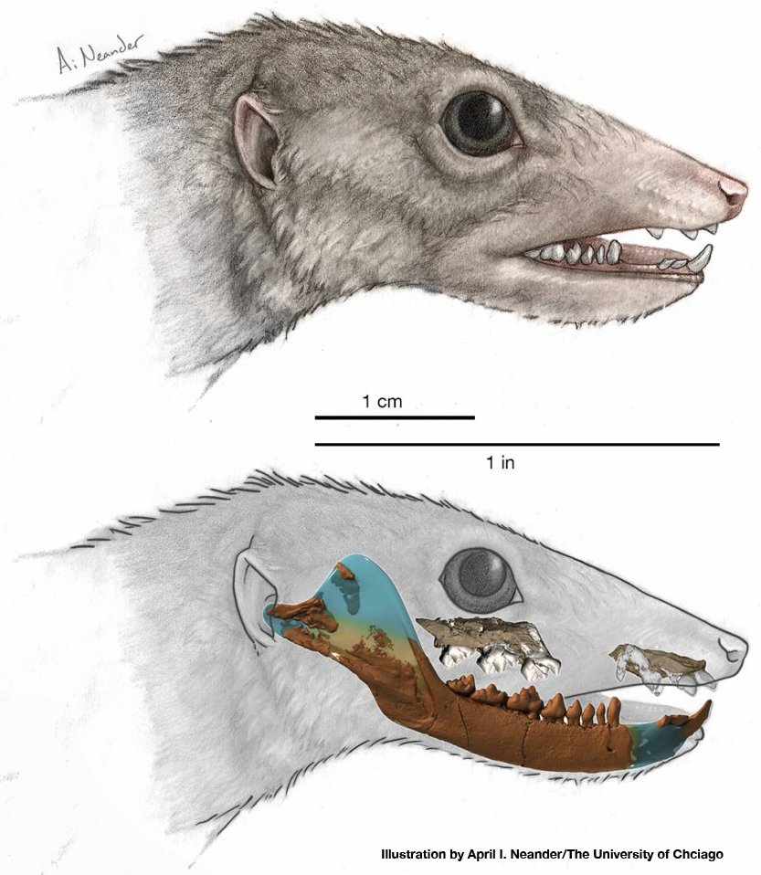 Гиена альбинос