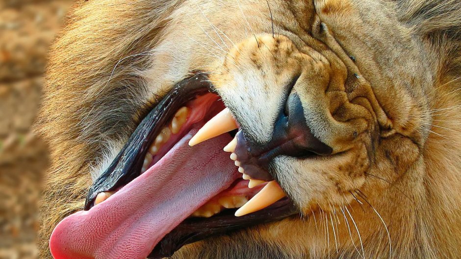 Зубы Льва