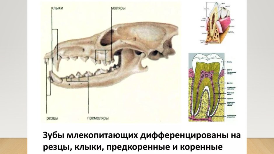 Зубная система хищного млекопитающего