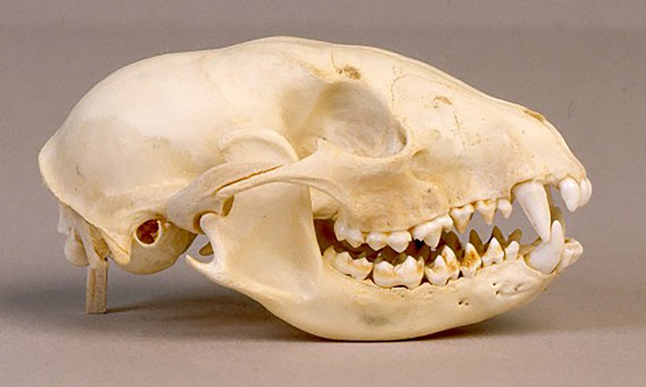 Схема зубов Лев