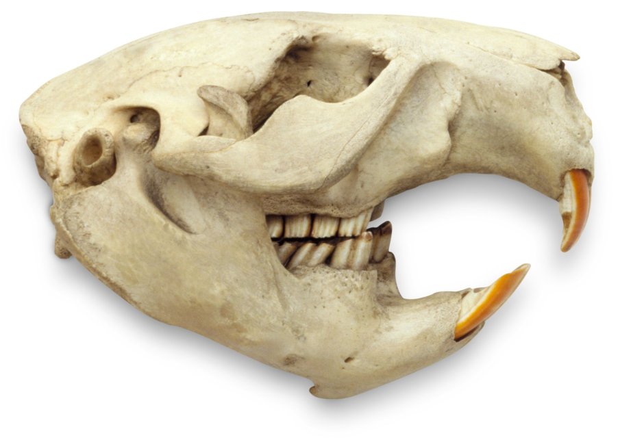 Черепа разных видов животных