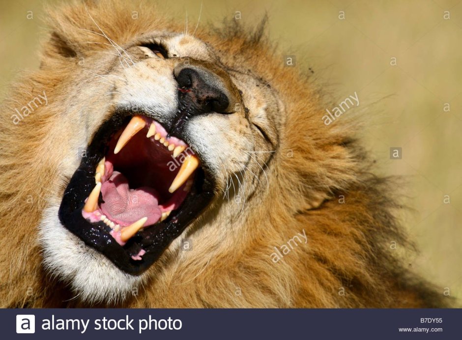 Зубы плотоядных животных