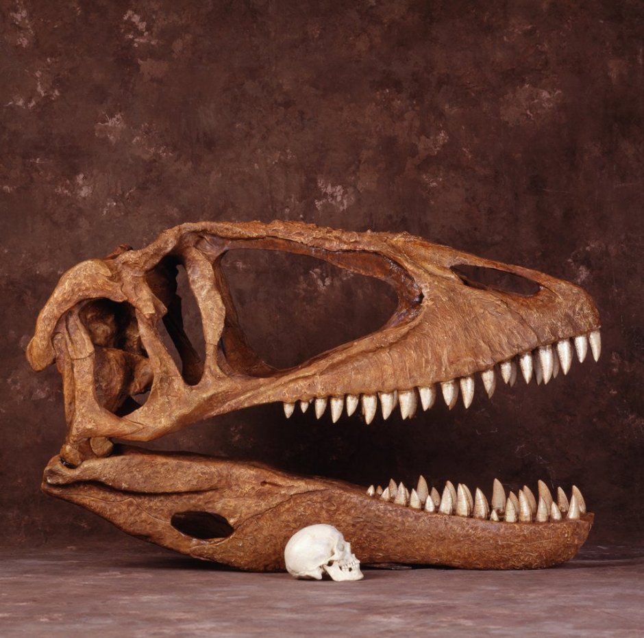 Челюсть тюленя-крабоеда