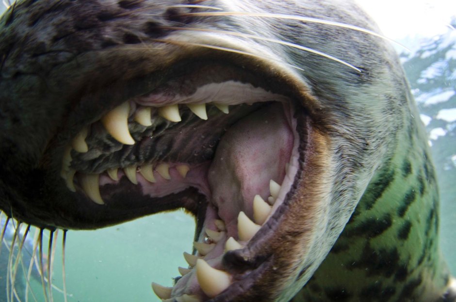 Зубы хищников и травоядных