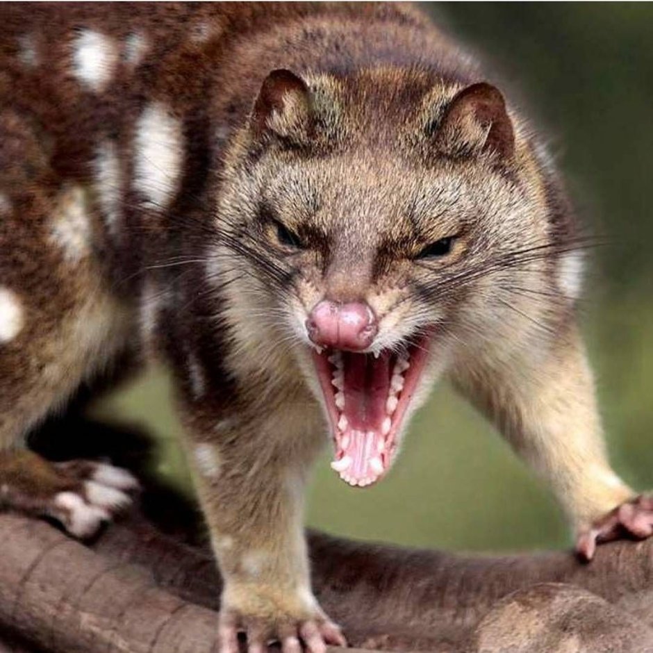 Строение челюсти сумчатых