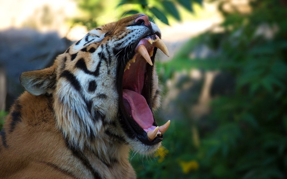 Амурский тигр оскал