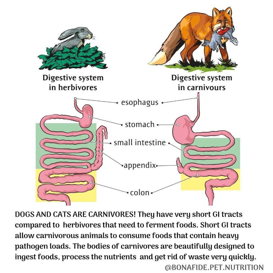 Коллаж из животных