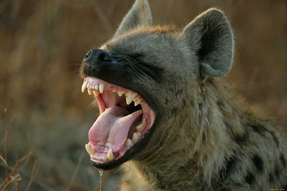 Крокодил хищник или травоядное