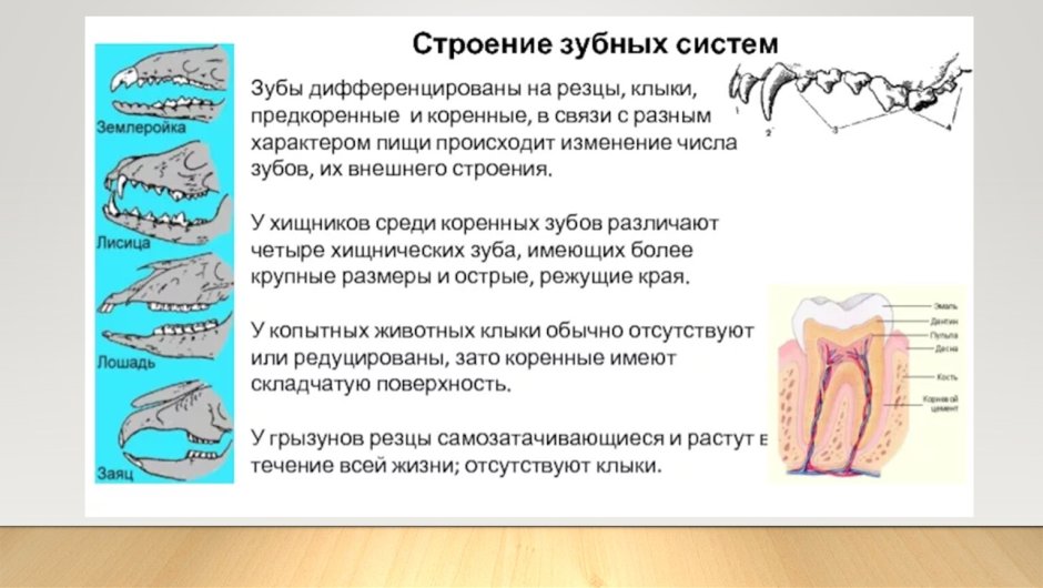 Зубы животных анатомия