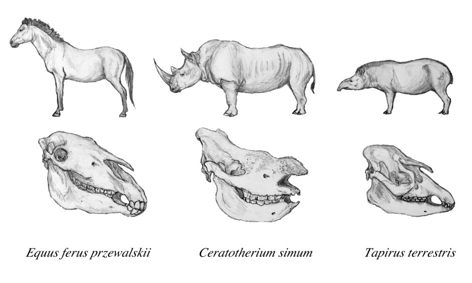 Пищеварительная дыхательная и выделительная системы собаки