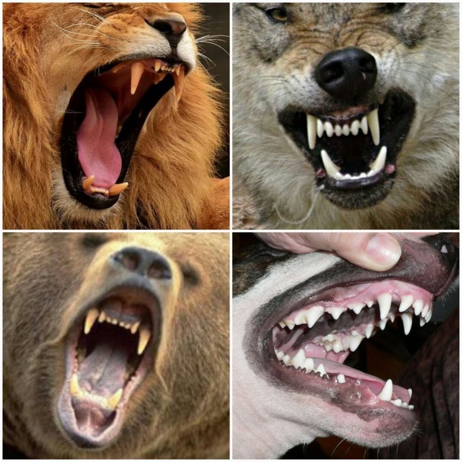 Ревущий Лев