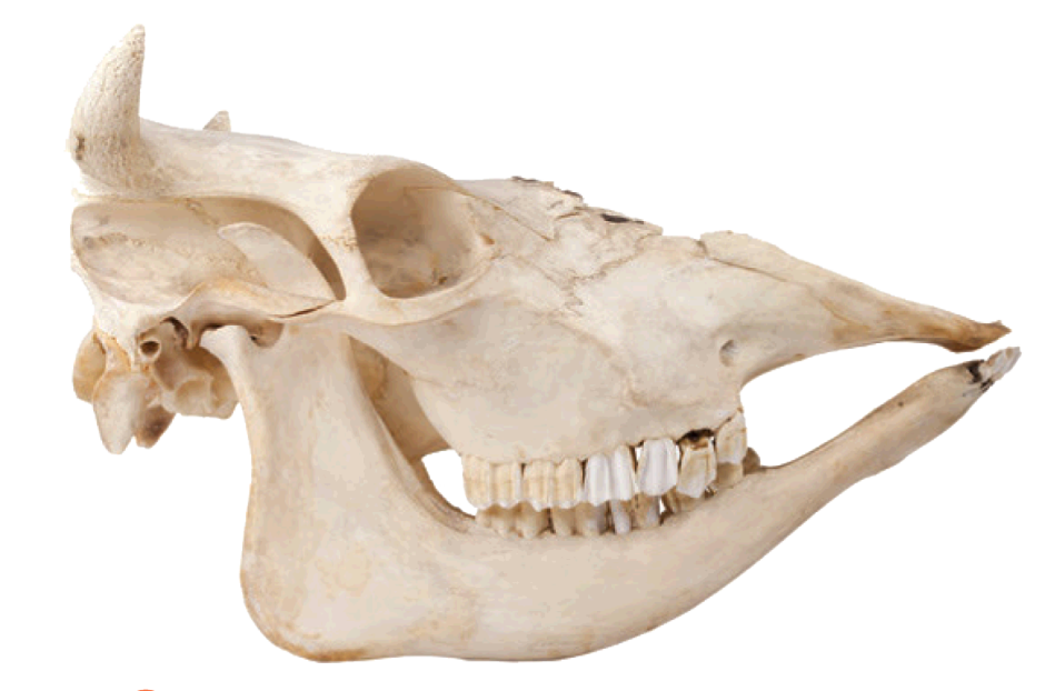 Морские животные с клыками