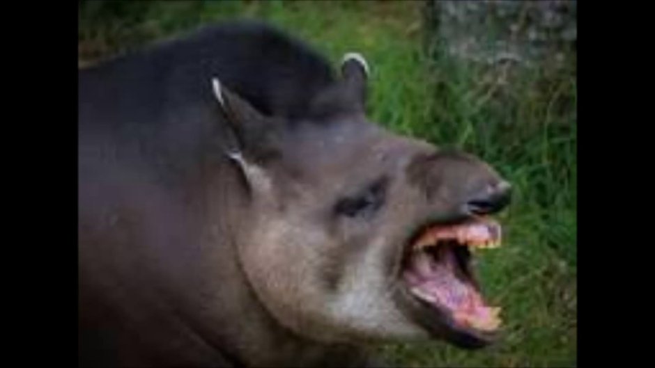 Челюсть динозавра