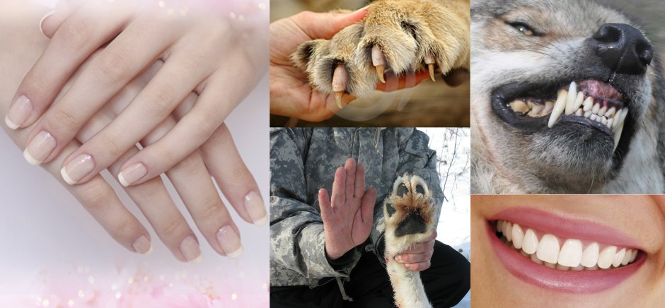 Череп одногорбого верблюда