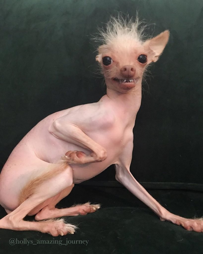 Гончая Левретка