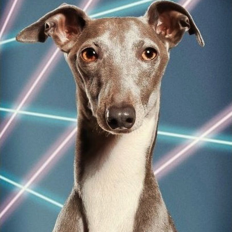 Левретка красивый ошейник