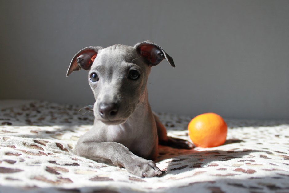 Левретка далматинец