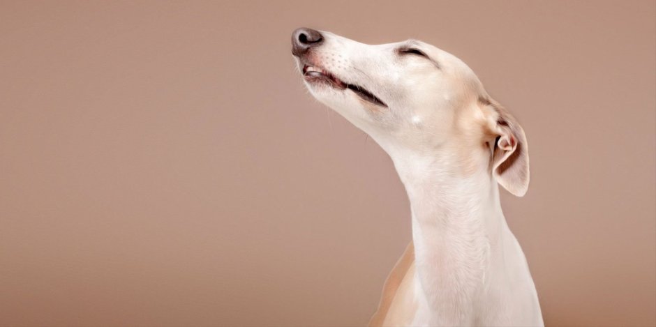 Фон рабочего стола Левретка