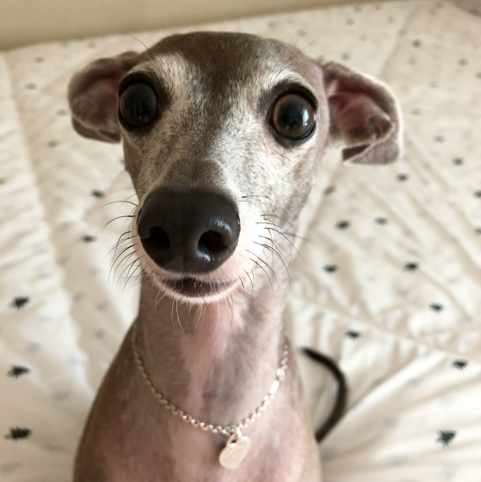 Левретка собака