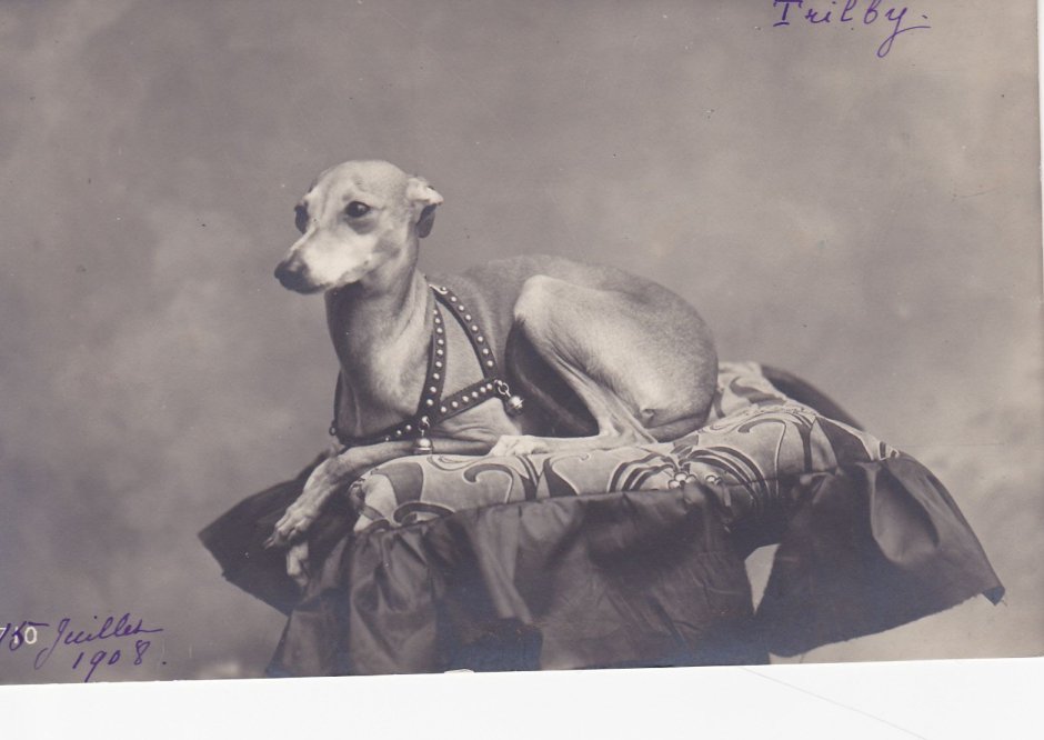 Greyhound Vintage photo