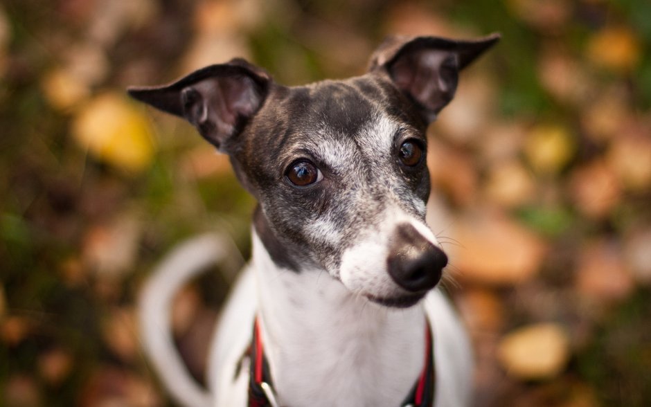 Левретка хохлатая