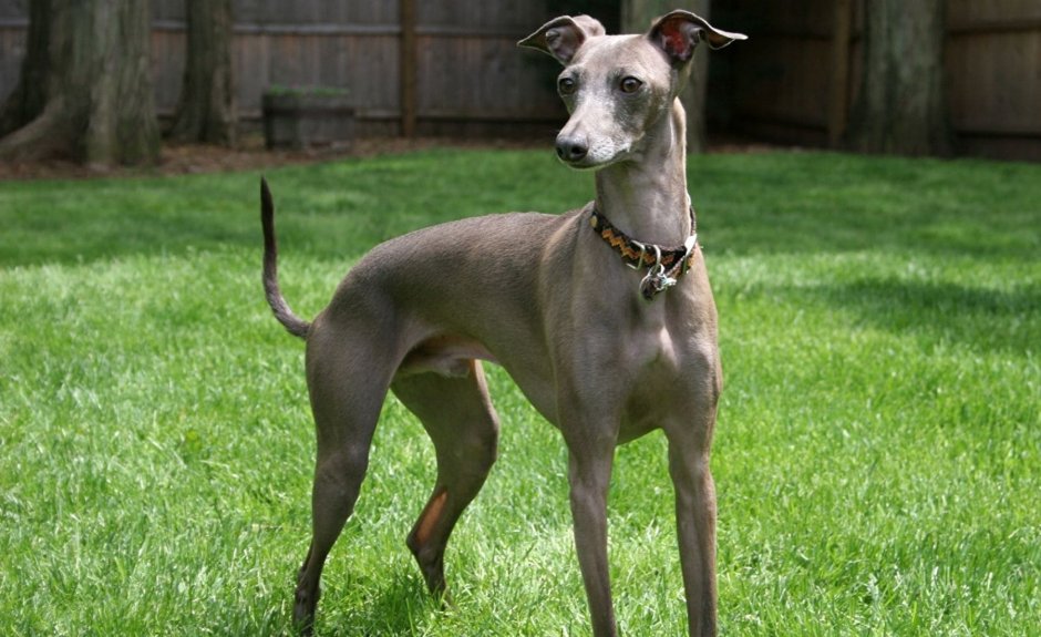 Левретка в стойке