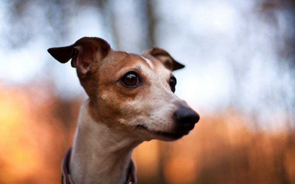 Левретка рыжая