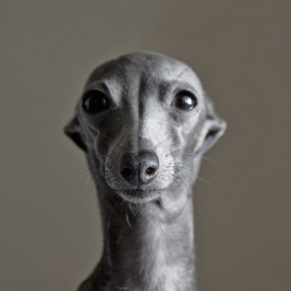 Левретка лысая