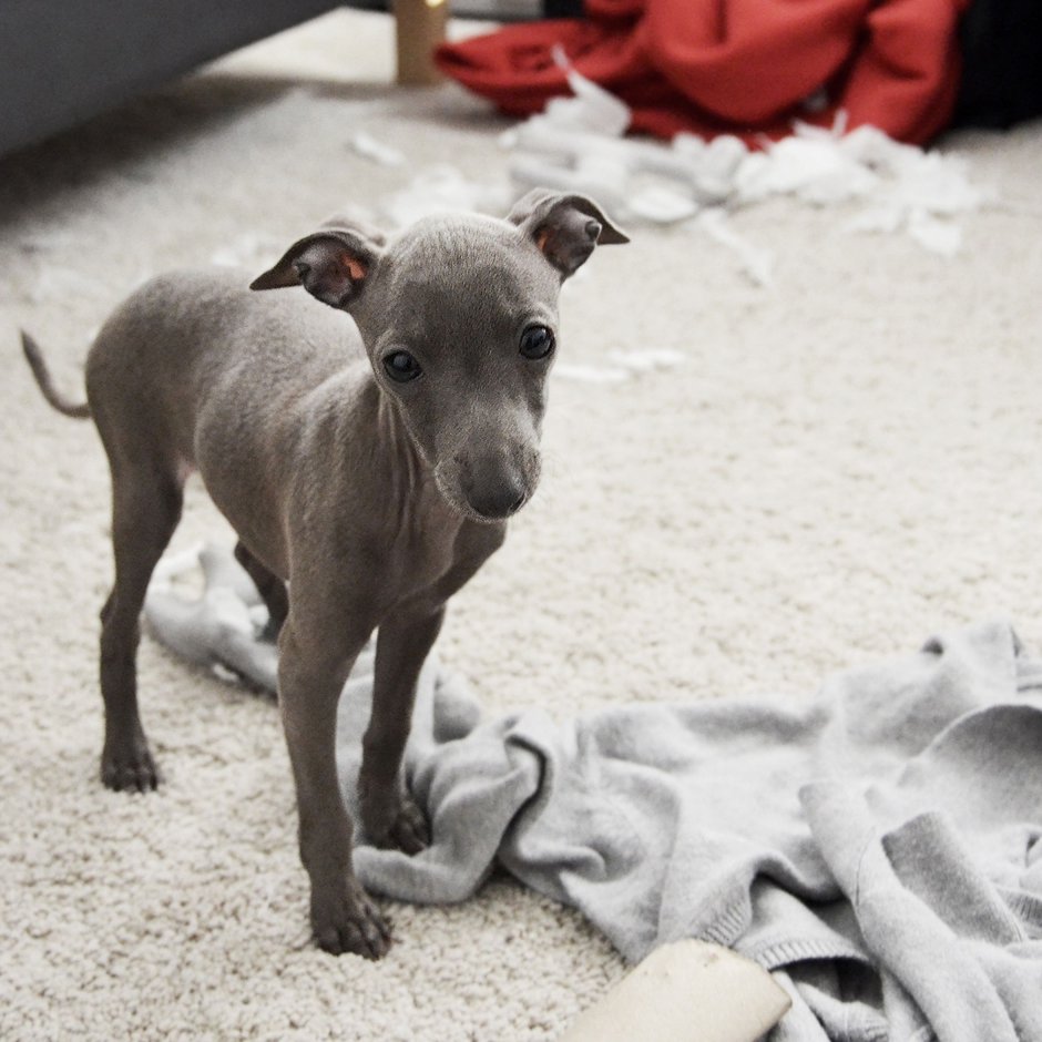 Серо голубой Уиппет