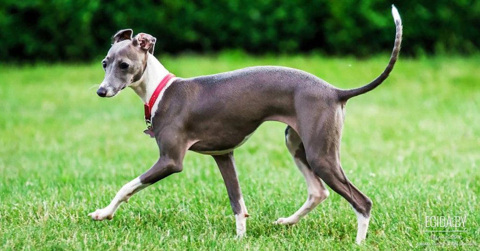 Левретка черно белая