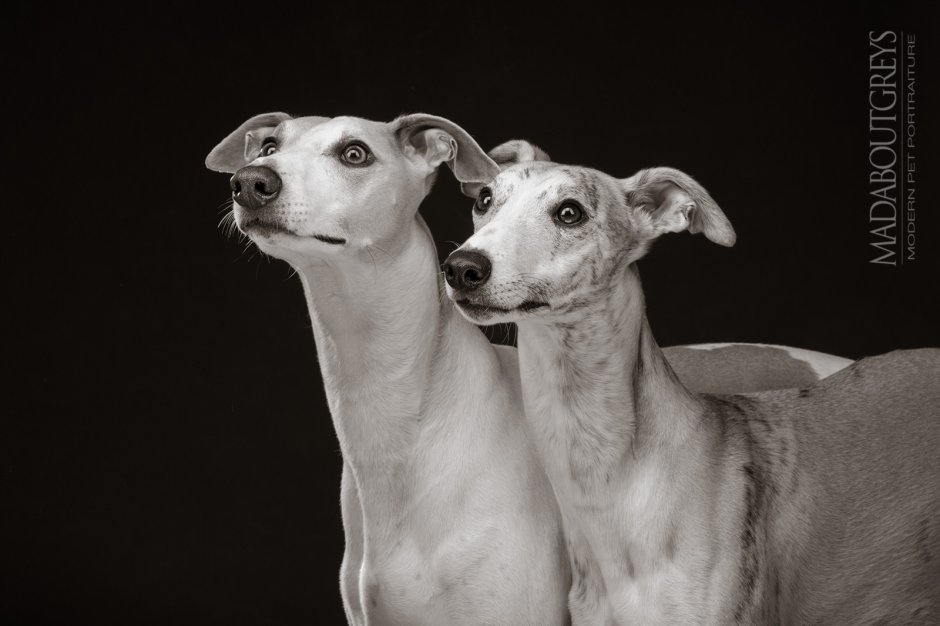 Уиппет и Грейхаунд