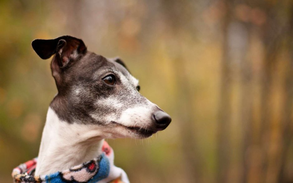 Левретка и Джек Рассел