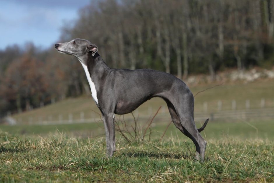 С кем дружат левретки