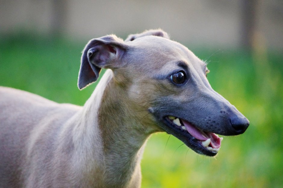 Левретка Iggy