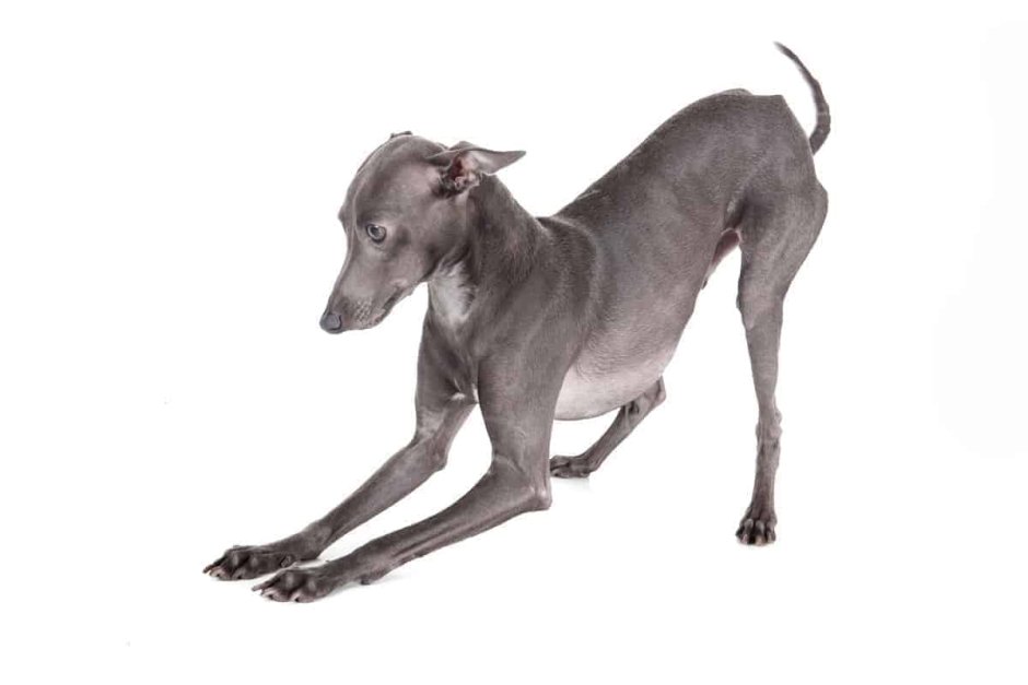 Левретка на белом фоне