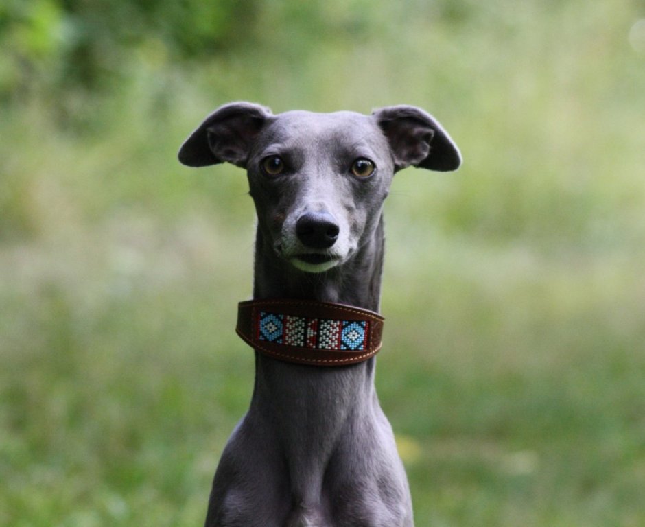 Левретка размер лапы