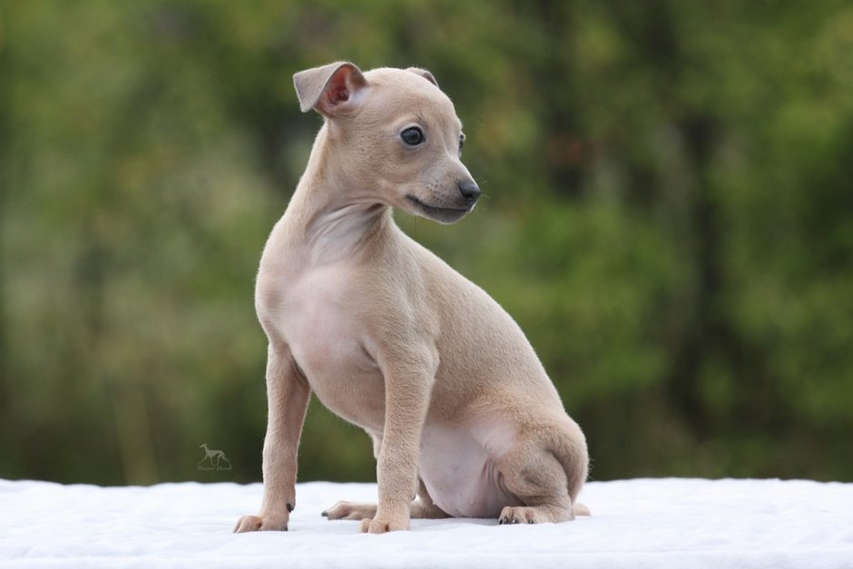 Китайская хохлатая полностью лысая