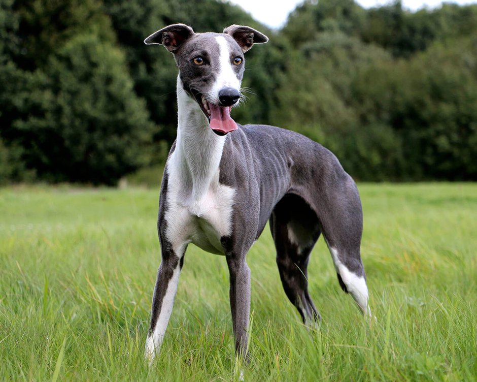 Собака Левретка в пледе