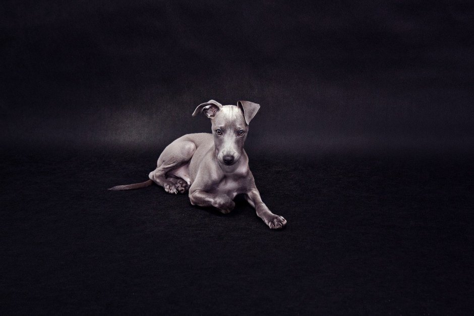 Левретка и Джек Рассел