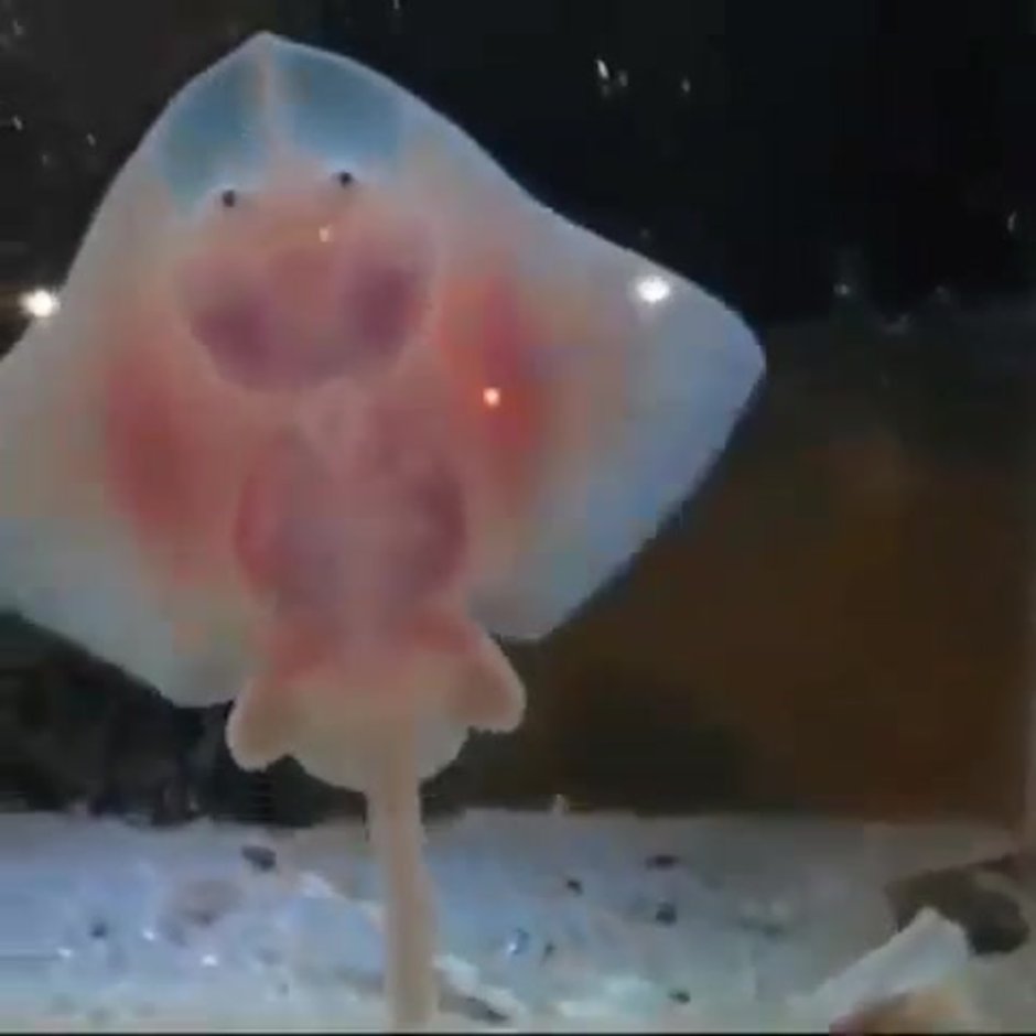 Маленький Скат видео