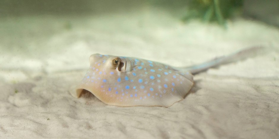 Скат-хвостокол морской кот