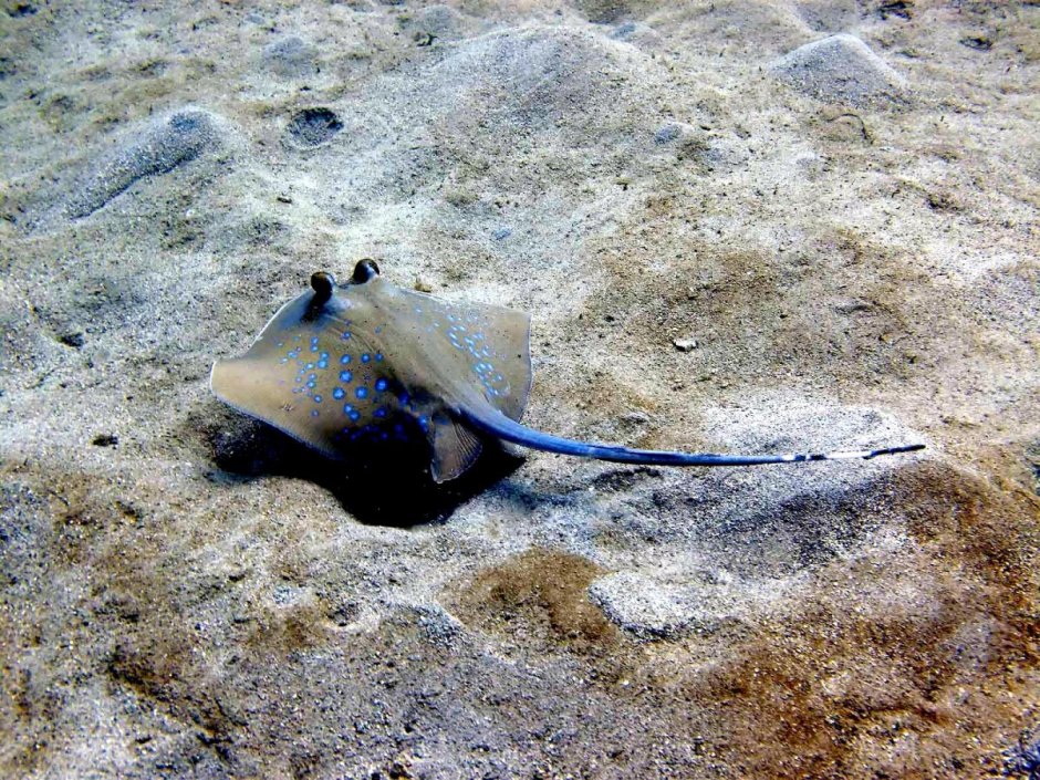 Скат-хвостокол (Whiptail Stingray)