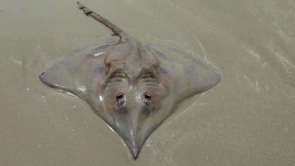 Raja clavata морская лисица