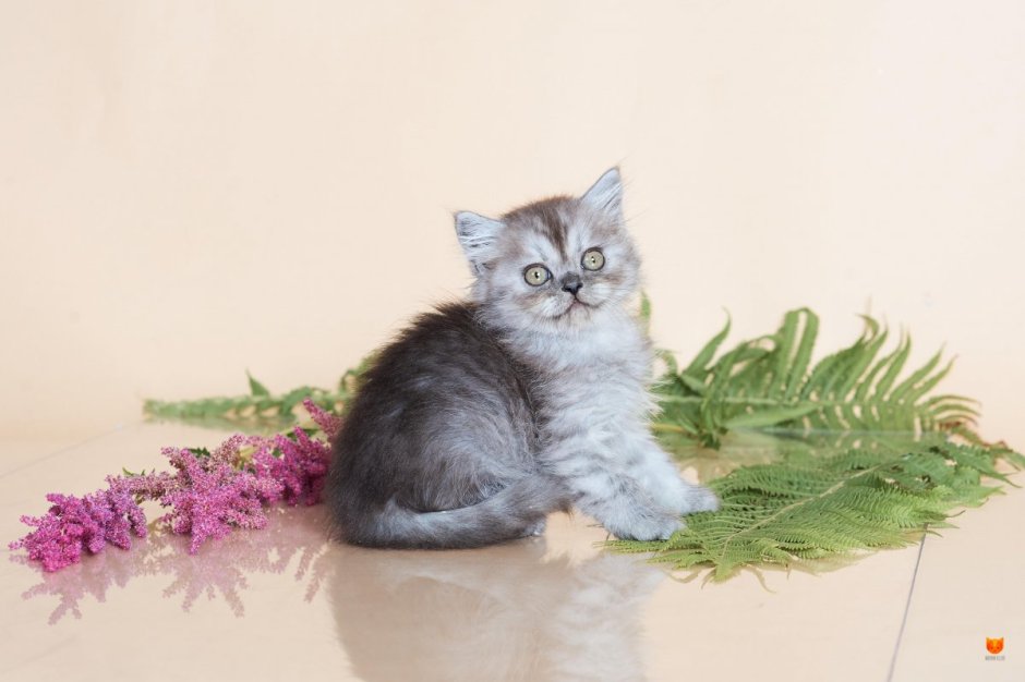 Скоттиш страйт длинношерстный