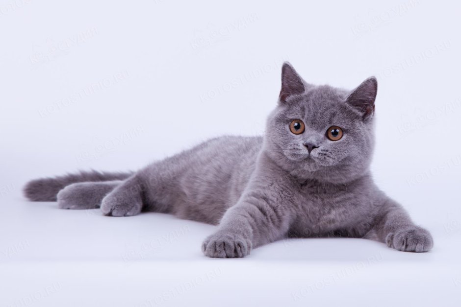 Шотландская кошка прямоухая серая