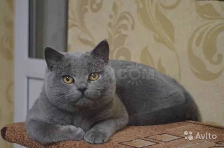 Шотландские прямоухие скоттиш страйт