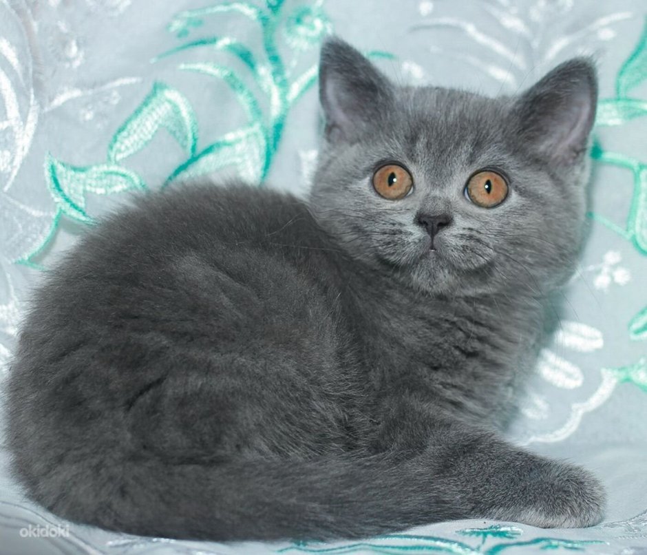 Шотландская прямоухая кот серый